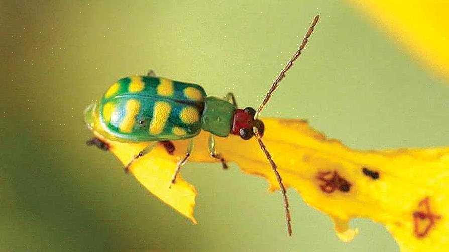 חיפושית המלפפונים המפוספסת (Acalymma vittatum) וחיפושית המלפפונים המנומרת (Diabrotica undecimpunctata)