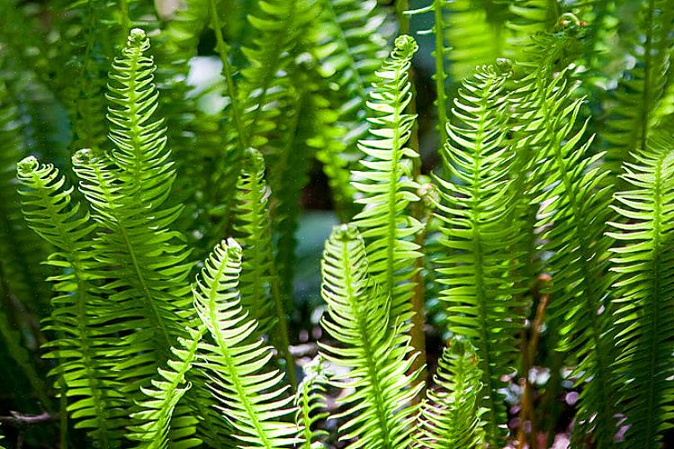 הסוג Blechnum אינו נפוץ במיוחד כצמחי בית