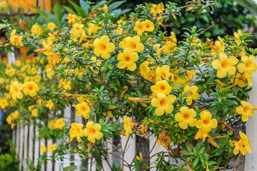התקופה המסוכנת ביותר לגידול Allamanda היא חורף כאשר אפילו בתים חמים נוטים להתייבש במיוחד