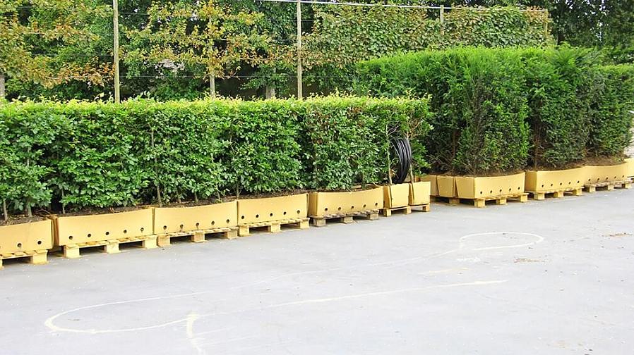 האשור האירופי (Fagus sylvatica) הוא עץ צל נשיר מאירופה