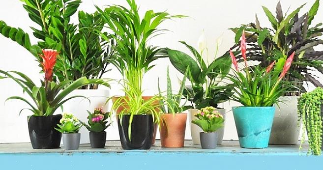 Fatsia יכול להתנשא לגובה של מטר וחצי בחוץ
