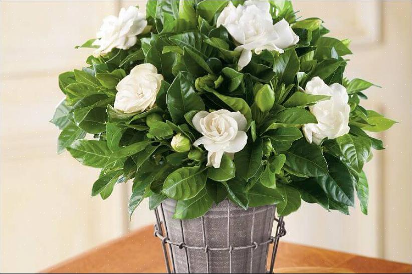 הגרדניה (Gardenia jasminoides) הוא צמח אהוב מהסיבה הפשוטה ביותר שמעטים ריחות טבעיים מדהימים