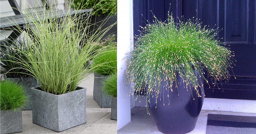 עשבי קנה נוצות (Calamagrostis x acutiflora) הם עשב נוי קריר העונה לגושים