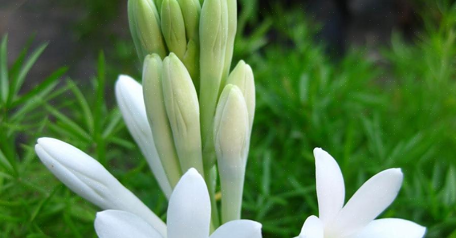 משפחת הצמחים Agavaceae כוללת את הסוג Polianthes
