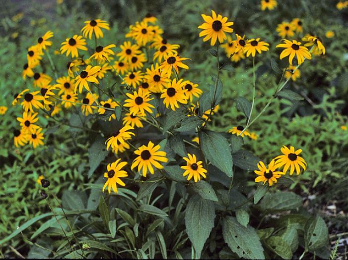 Rudbeckia hirta 'Maya' מזכיר אמהות נפילה עם שכבות עלי הכותרת הקצפוניים שלה