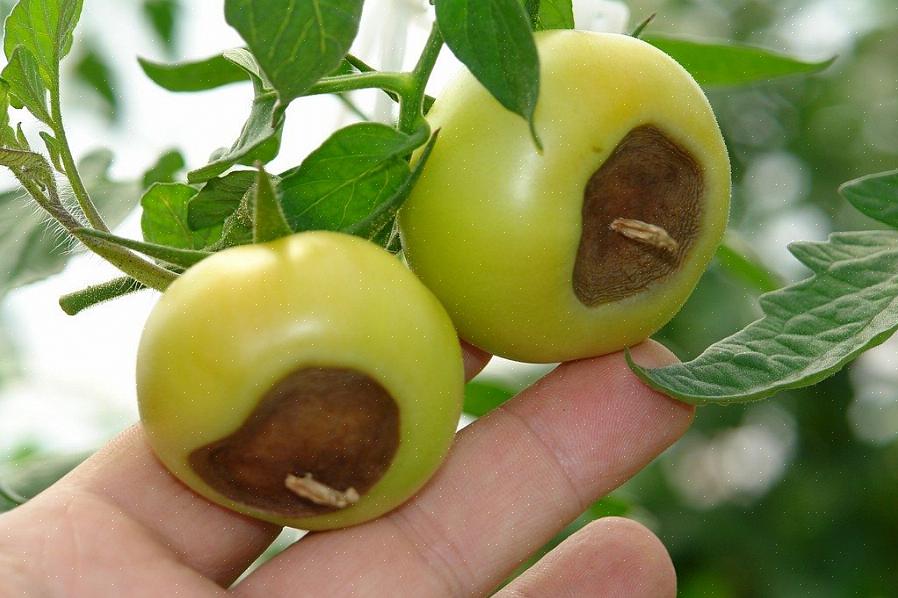 שאלה: מדוע תחתית עגבניות משחירות ורכות
