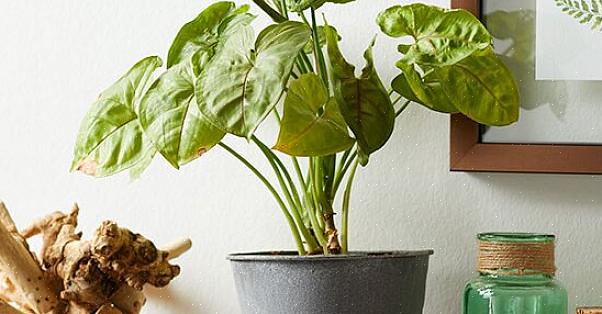 גפן ראש החץ (Syngonium podophyllum) יוצר גפן די נגררת או מטפסת הנוטה לגדול באגרסיביות בתנאים הנכונים