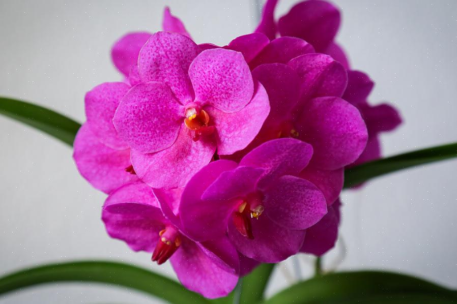 צלב Ascocentrum x Vanda שנוצר מכונה Ascocenda