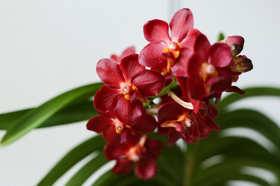 צמחי Ascocentrum קשורים קשר הדוק לוונדה ומתמזגים בקלות עם סחלבים אלה