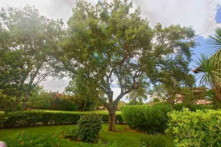 השם הבוטני של אלון התורכיה הוא Quercus cerris