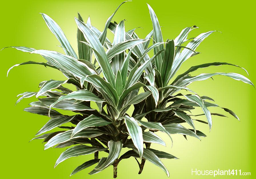 הסוג Dracaena סיפק כמה מצמחי הבית החזקים ביותר הקיימים כיום