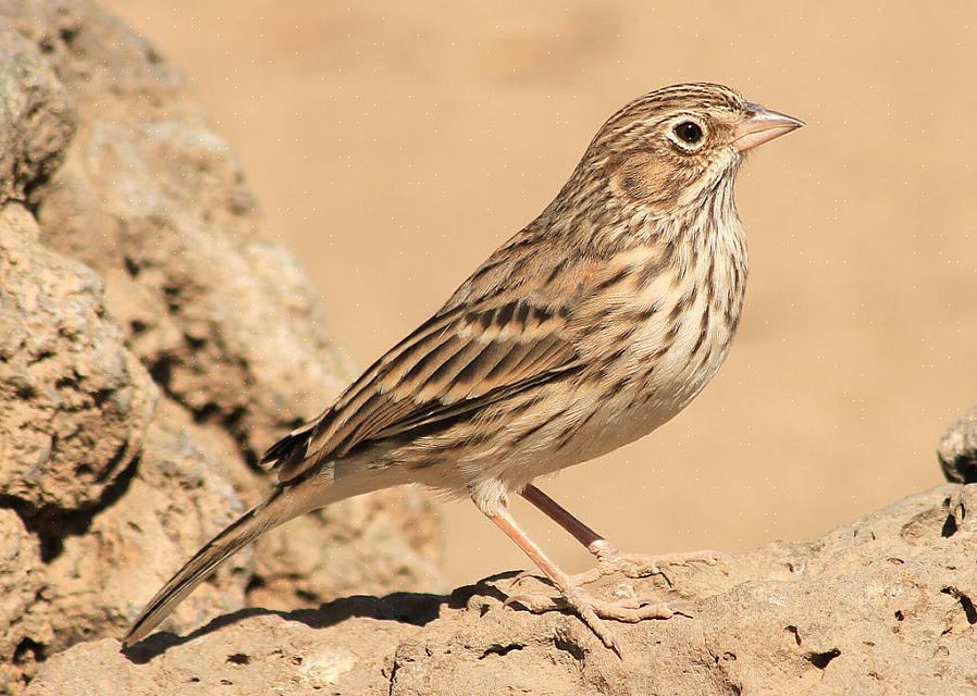 דרור הווספר הוא רק אחד מסוגי הדרורים המעניינים שנמצאים בצפון אירופה
