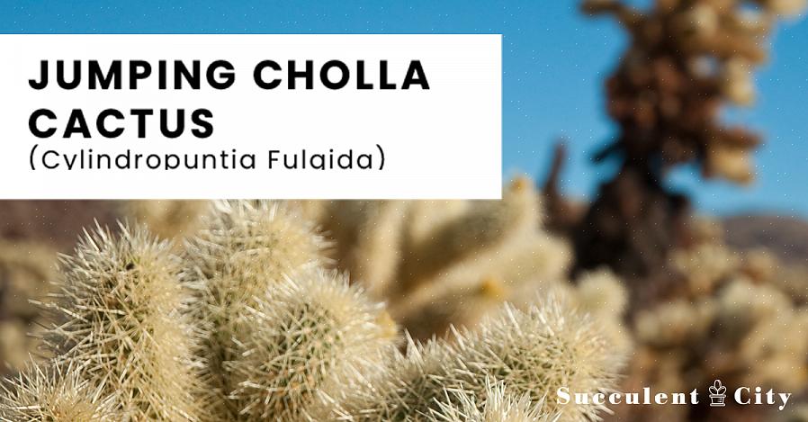 Cylindropuntia הוא סוג של קקטוסים שנמצאים באופן טבעי בעיקר במקסיקו