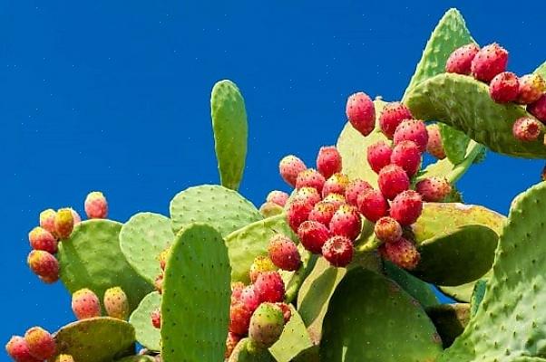 מכיוון שקקטוס אגס עוקצני משגשג בקיץ מדברי חם ויבש
