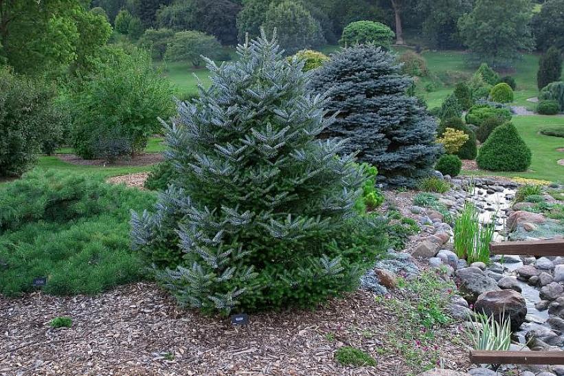 שם לטיני: עץ זה הוא בן למין Abies (עץ האשוח)
