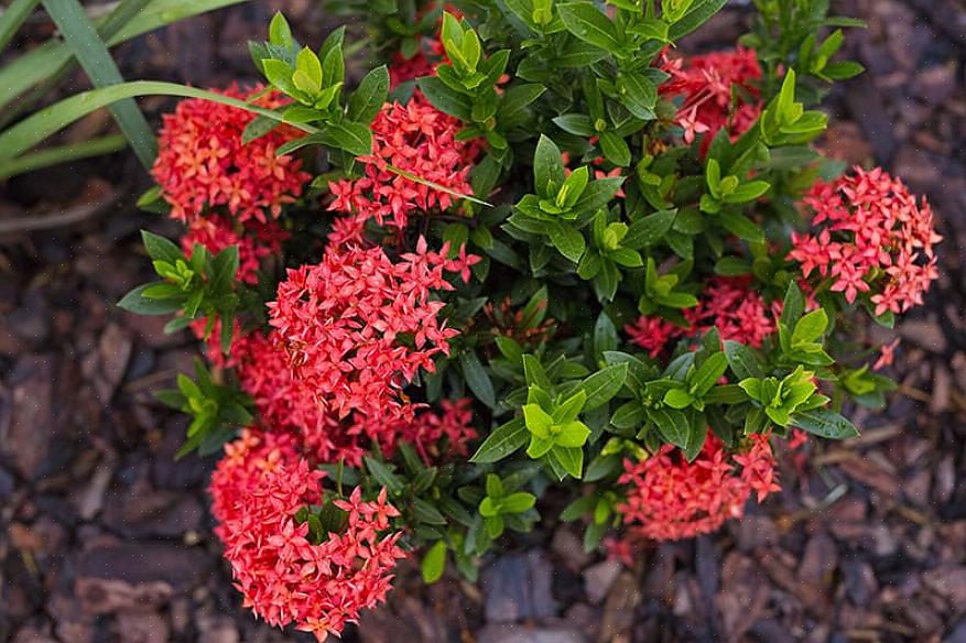 ישנם יותר מ -400 מינים של Ixora ברחבי העולם