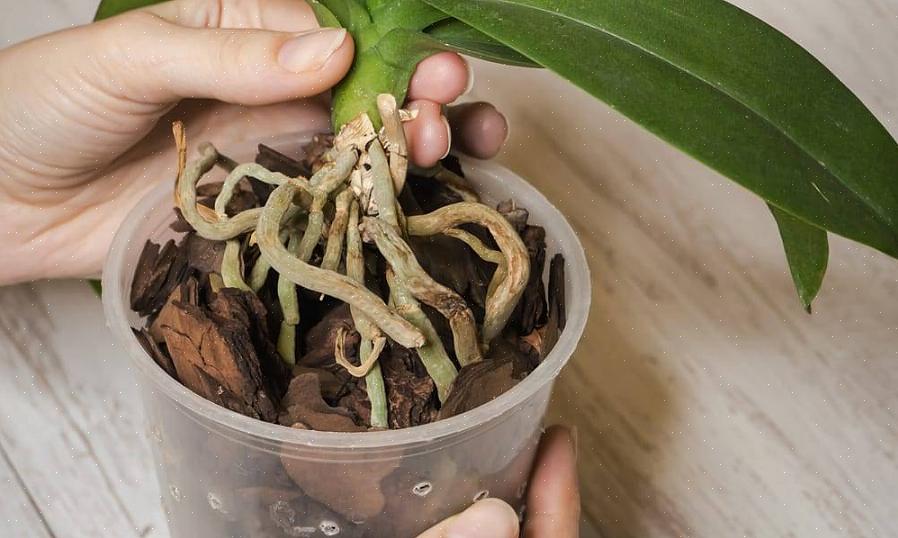 מגלגלים את גזרי השורש בהורמון השורש ושותלים אותם באופן רדוד במדיום השתרשות