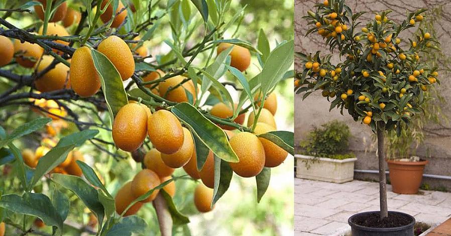 הם כמו תפוזים אך קטנים יותר וחמצמצים
