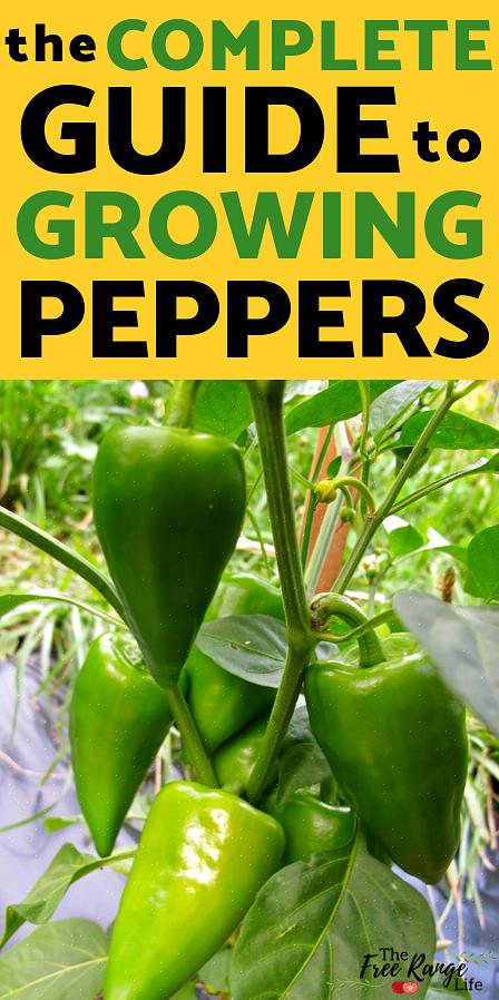 פלפלים ממין Capsicum annuum יכולים להיות חמים או מה שאנחנו מכנים 'מתוק'