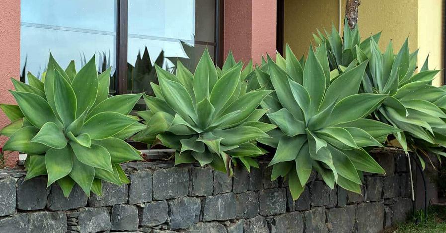כמו אגבה זנב השועל (Agave attenuata)