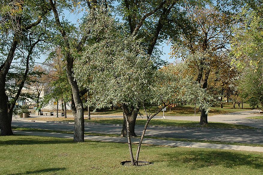 בובלוברי הכסף (Shepherdia argentea) הוא שיח מחוספס שיכול להתמודד עם מגוון רחב של תנאי גידול