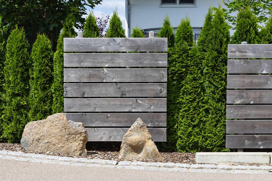 ארבורוויטות "אמרלד" (Thuja occidentalis 'Emerald') הוא עץ קטן או שיח ירוק-עד גבוה המתאים היטב לסגנון "הגבול
