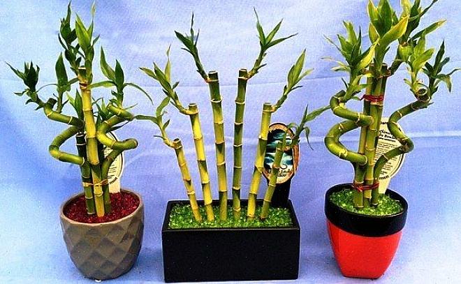 מרבית סידורי הבמבוק המאושרים כוללים את גבעולי הבמבוק הגדלים בסיר מים דקורטיבי או נטועים בחלוקי נחל