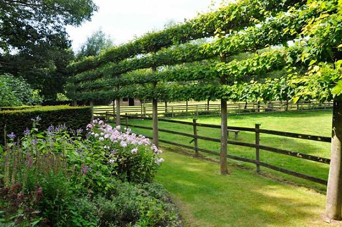 Espalier היא הטכניקה הגננתית של אילוץ צמחים עציים לצמוח שטוח באותו מישור כמו קיר או גדר