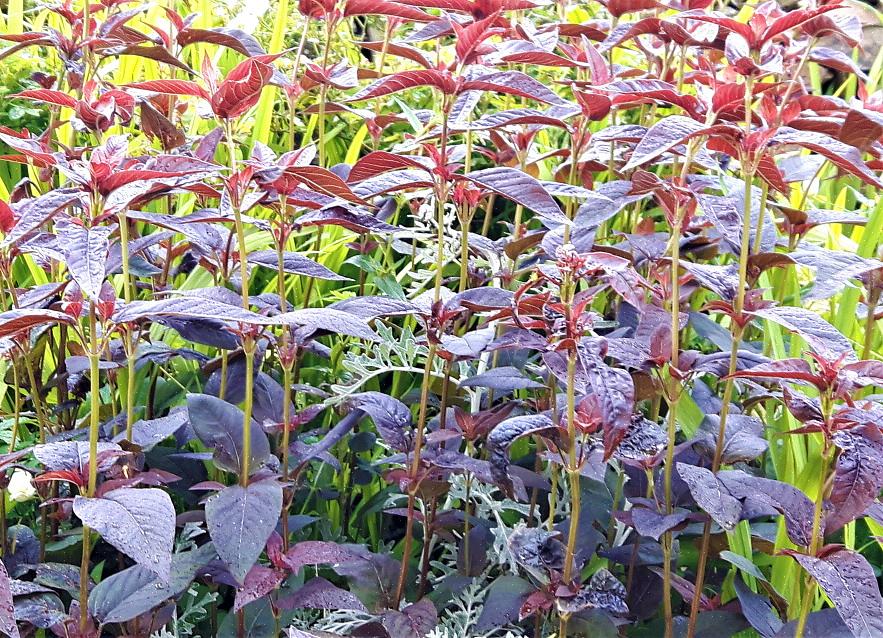 שחרור אווז (Lysimachia clethroides) ו Loosestrife עלים סגולים (Lysimachia ciliata 'Purpurea') הם צמחים