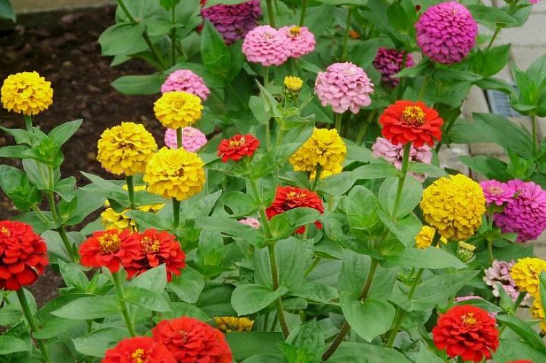 רוב זני האלגנים של Zinnia הם צמחים גבוהים