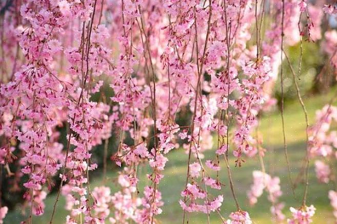למין Prunus serrulata (דובדבן יפני) כמה זנים צונחים