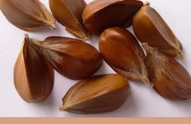 עצי אשור אירופיים (Fagus grandifolia) הם ילידי מזרח צפון אירופה ויש להם עלוות נפילת זהב