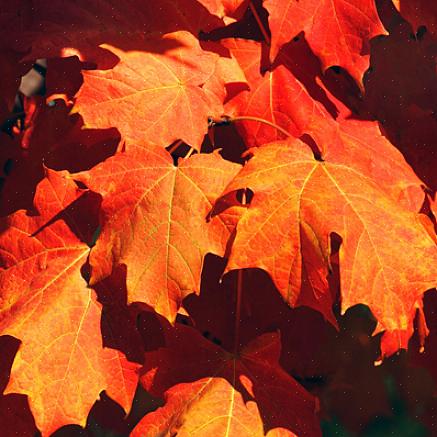 בחירה טובה נוספת לעלוות נפילה אדומה היא Acer rubrum 'Franksred'