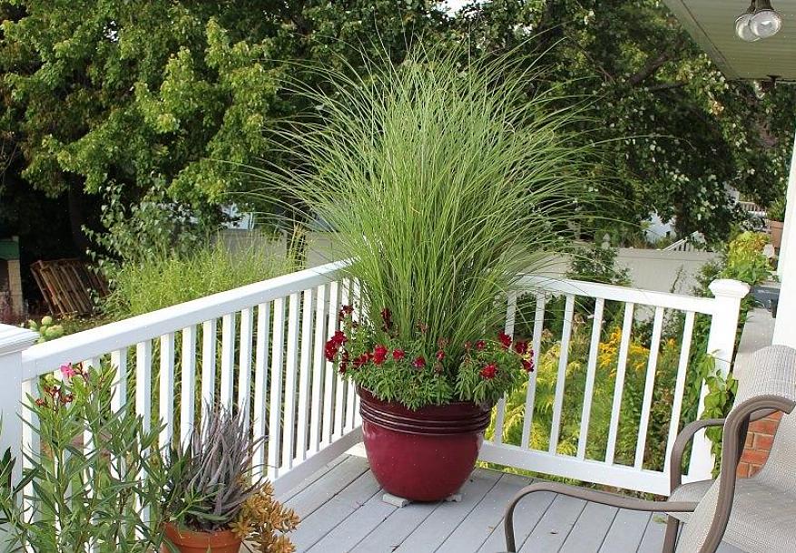 עשב הזברה שייך למשפחת הצמחים Poaceae