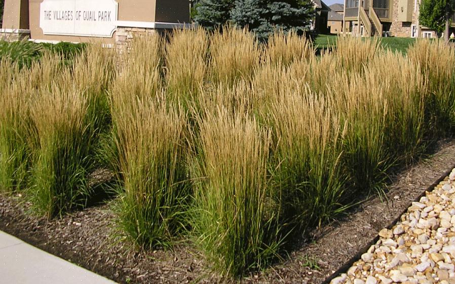 עשב הזברה דומה לעשב דורבני (Miscanthus sinensis 'Strictus')