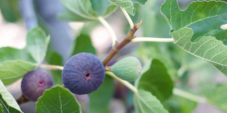 בדרך כלל מומלץ לשתול תאנים בסנטימטר אחד או שניים נמוכים מכפי שגדלו בסיר המשתלה המקורי שלהם