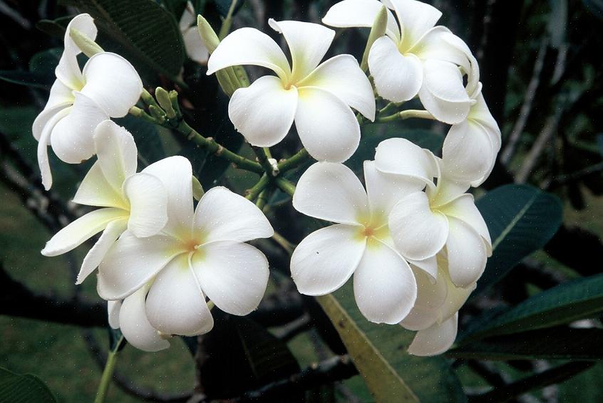 הפרנגיפאני הלבן (Plumeria alba) הוא עץ פלומריה נשיר שמקורו באזורים טרופיים וגדל כ 15 עד 25 מטר