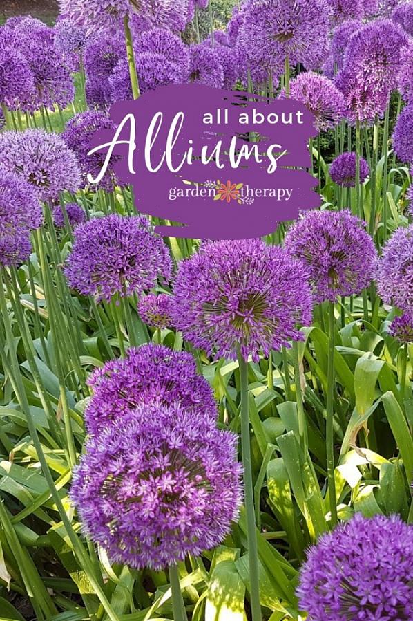 בצל נודן (Allium cernuum) מייצר ראשי סמרטוט נופלים של פרחים בגוונים יפים של ורוד וסגול