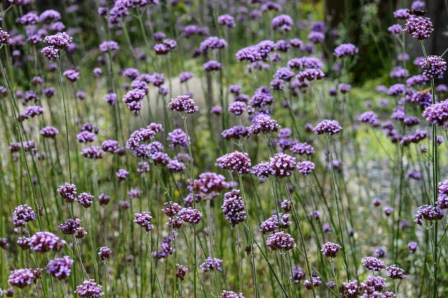 ורבנה גבוהה (Verbena bonariensis) היא צמח קשוח ונמרץ אחד