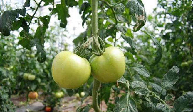 שתל את צמחי העגבניות שלך עמוק יותר מכפי שהם באים בסיר