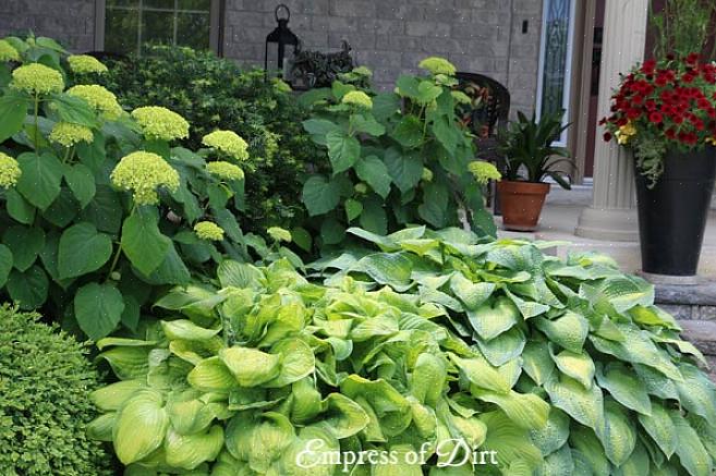 Hostas עם עלים צהובים או פרחים ריחניים יכולים לעמוד יותר בשמש מאשר hostas עם עלים ירוקים