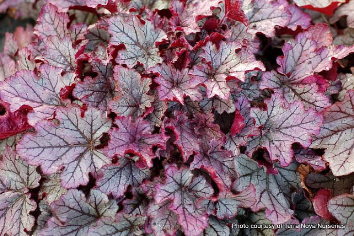 Heuchera 'Venus' נמצא ממש בבית בגן פרחים לבן או בגן הירח