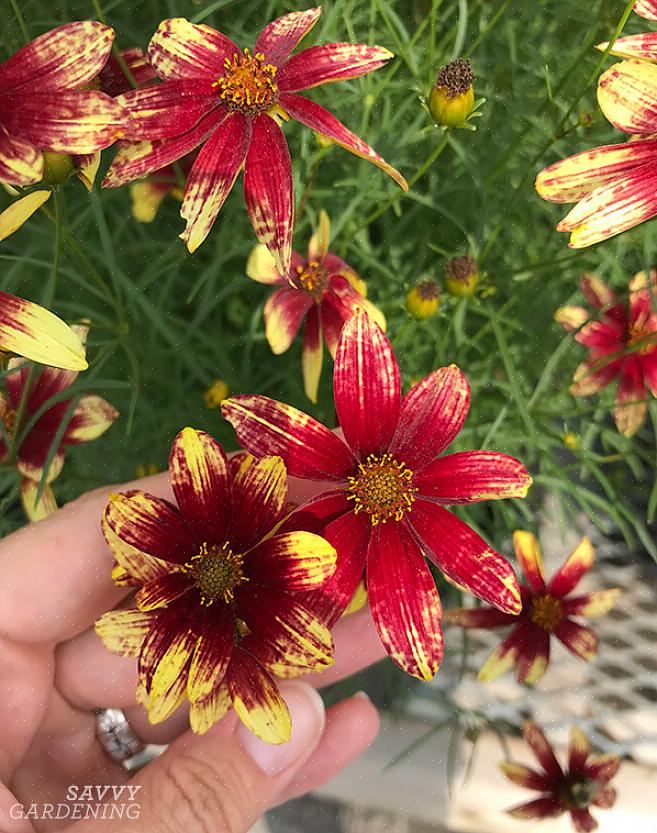 אפילו Coreopsis פורח שנתי