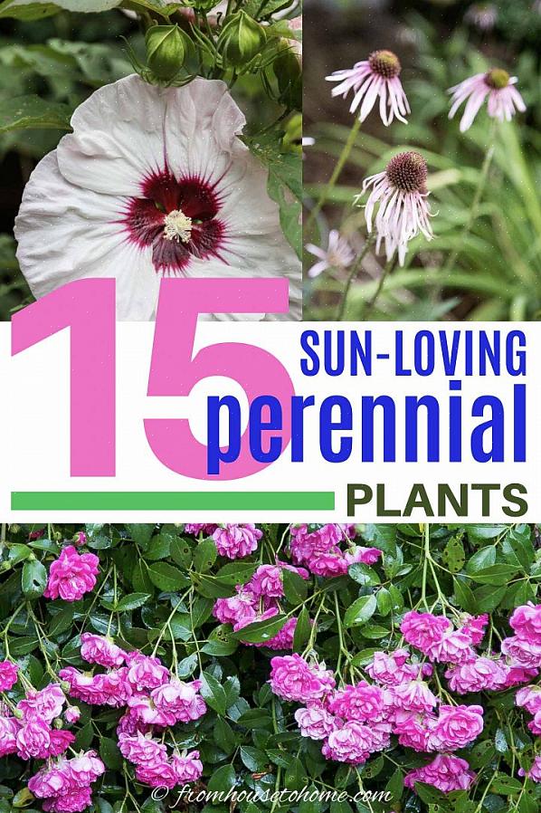 Buddleia davidii 'Potters Purple' (אזורי USDA 5 - 9