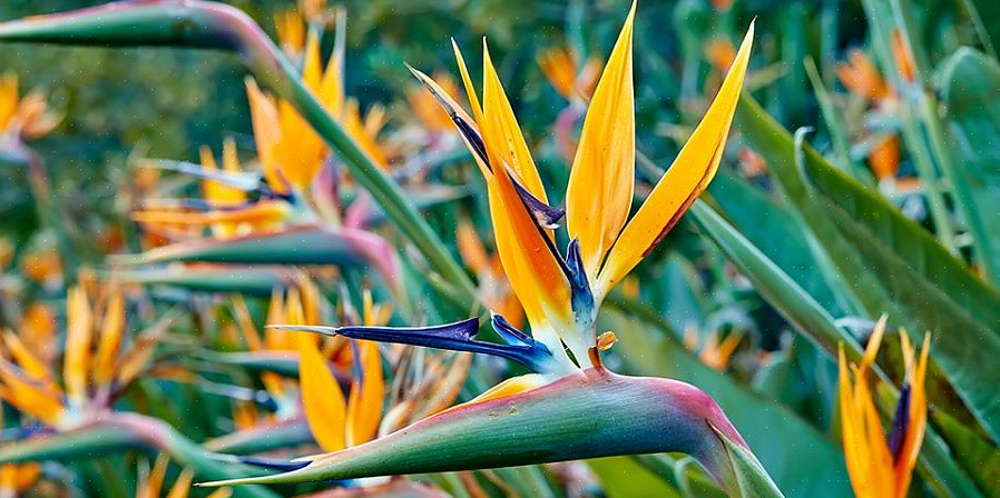 Strelitzia reginae (ציפור גן העדן הכתומה) ו- Strelitzia nicolai (הציפור הלבנה של גן העדן)