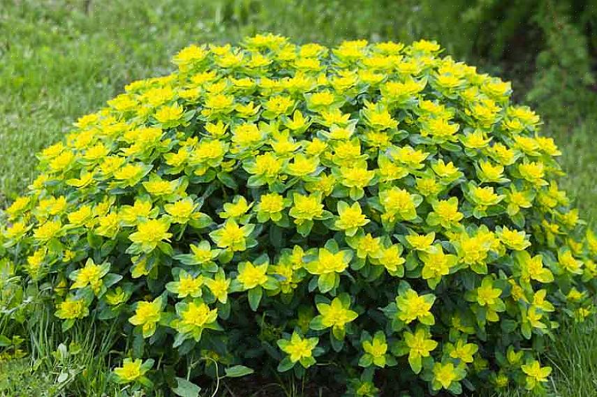 דורבן עץ סגול מסווג כ- Euphorbia amygdaloides 'Purpurea.'
