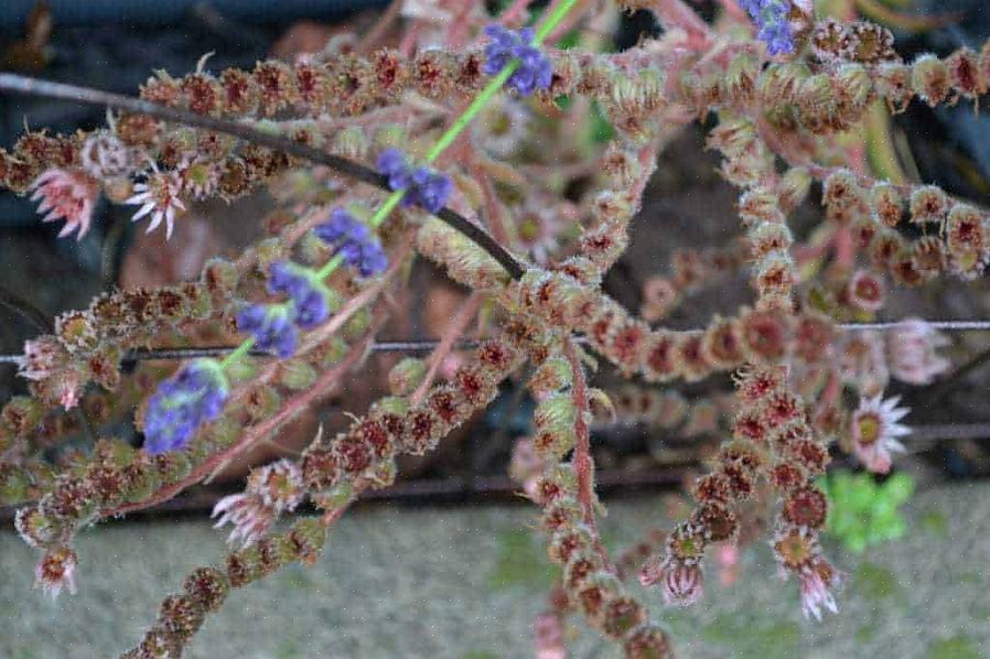 תרנגולות ואפרוחים (Sempervivum tectorum) הם צמחי בשרניות ירוקי עד אשר נראים מעט כמו ורדים גומייים