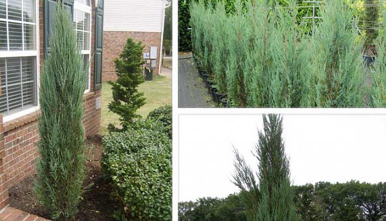 אבל סטגהורן סומאק (Rhus hirta) מגיע לגובה 18 מטר ויכול לחצות את הגבול בין שיחים גבוהים לעצים קטנים