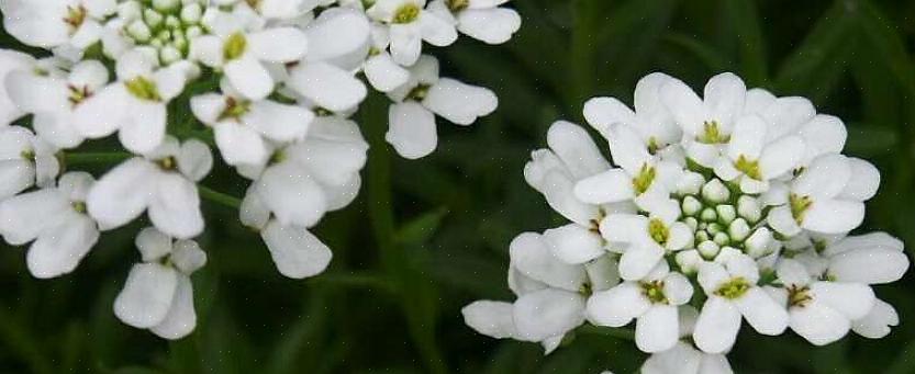Candytuft (Iberis sempervirens) הוא פרח רב שנתי מחבק קרקע המשמש לעתים קרובות כחיפוי קרקע או כקצה שבילים