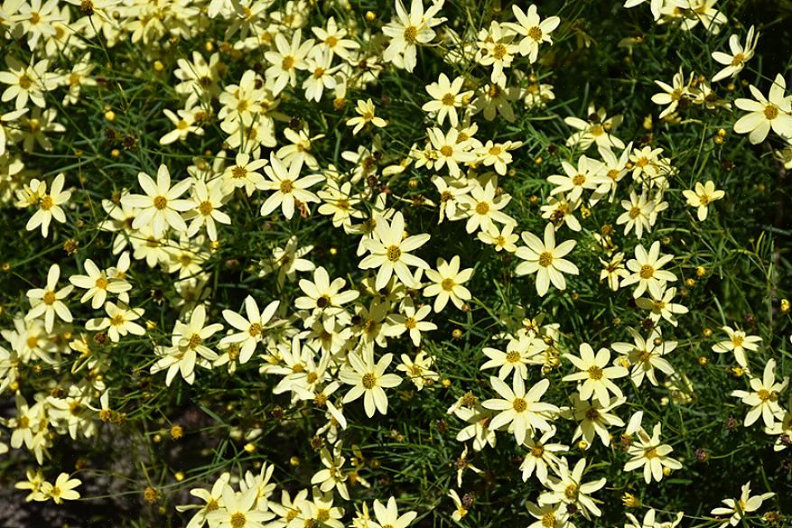 הטקסונומיה מסווגת פרחי Moonbeam coreopsis כ- Coreopsis verticillata 'Moonbeam'